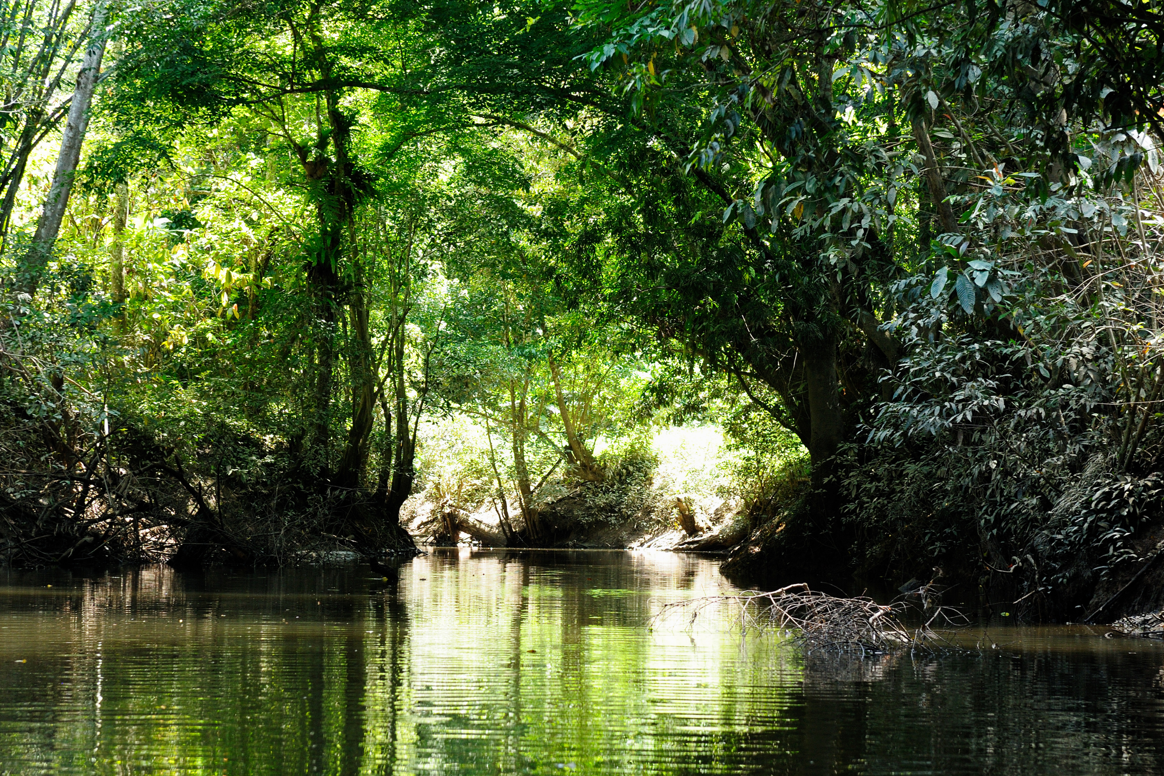 semenggoh nature reserve.webp